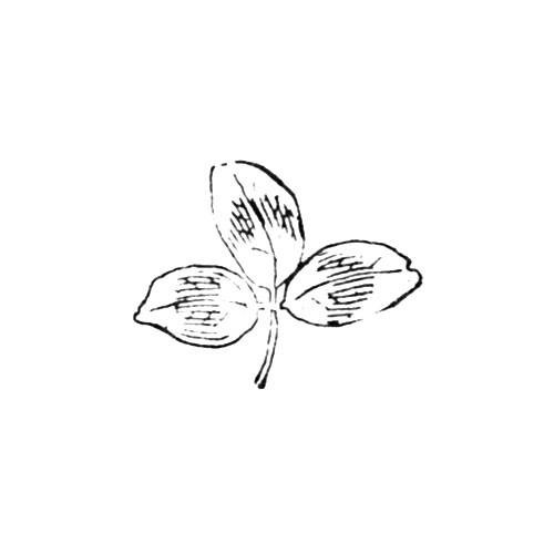 [3 Leaves] (Isaac Swope & Co.)