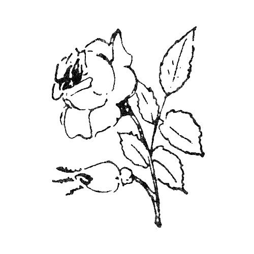 [Rose] (Max Freund)